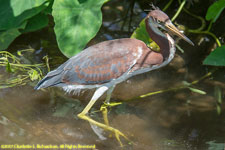 tricolored heron